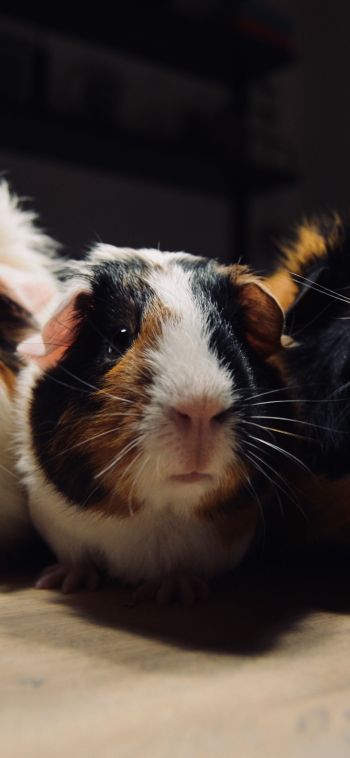 guinea pig, pet, rodent Wallpaper 1080x2340