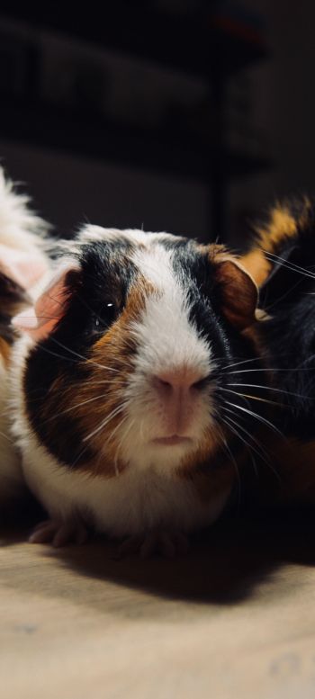 guinea pig, pet, rodent Wallpaper 720x1600
