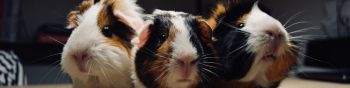 guinea pig, pet, rodent Wallpaper 1590x400