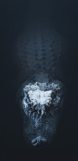 alligator in water Wallpaper 1440x2960