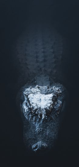 alligator in water Wallpaper 720x1520