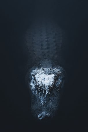 alligator in water Wallpaper 2000x3000