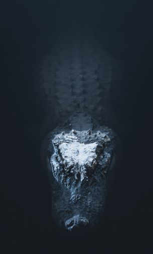 alligator in water Wallpaper 1200x2000