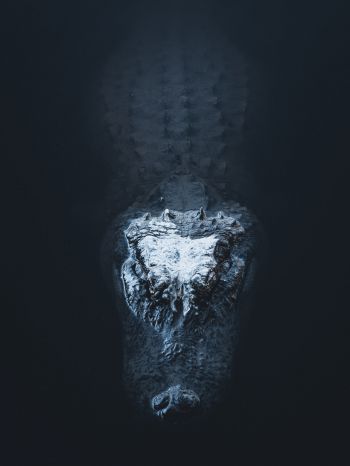 alligator in water Wallpaper 1620x2160