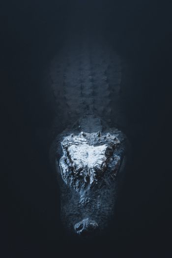 alligator in water Wallpaper 640x960