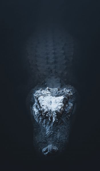 alligator in water Wallpaper 600x1024