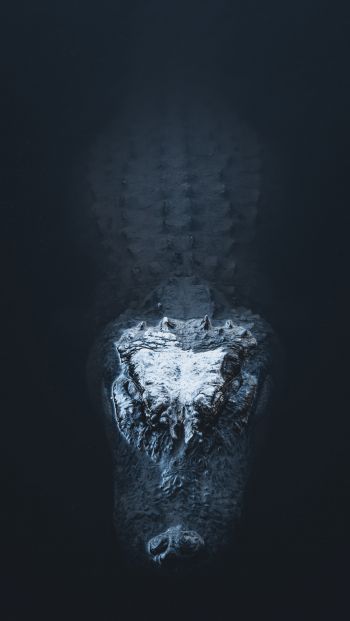 alligator in water Wallpaper 640x1136