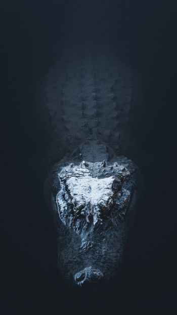 alligator in water Wallpaper 720x1280