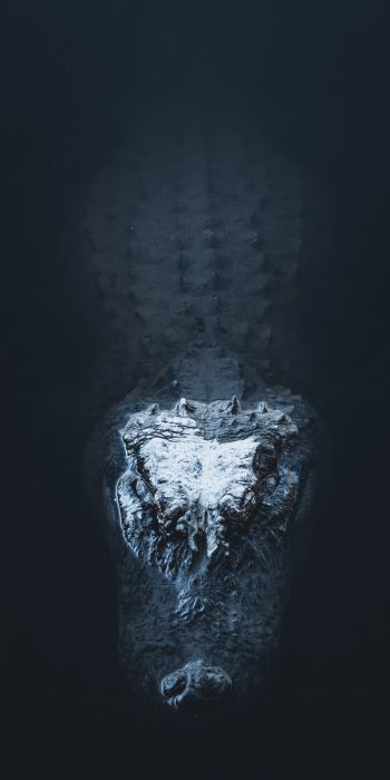 alligator in water Wallpaper 720x1440