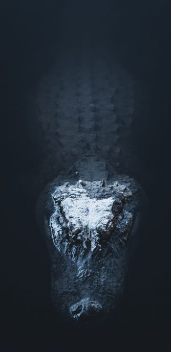 alligator in water Wallpaper 1080x2220