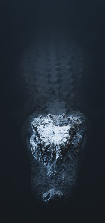 alligator in water Wallpaper 1080x2280