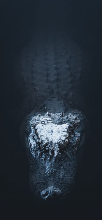 alligator in water Wallpaper 1170x2532