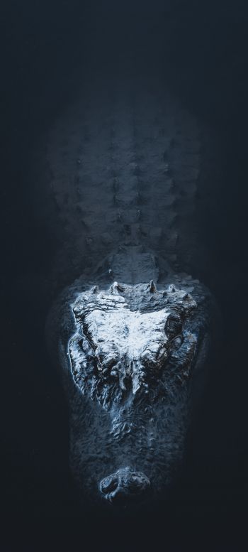 alligator in water Wallpaper 720x1600