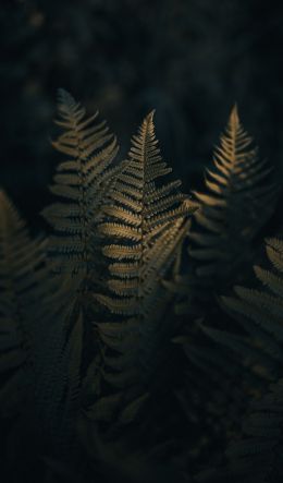 fern, morning Wallpaper 600x1024