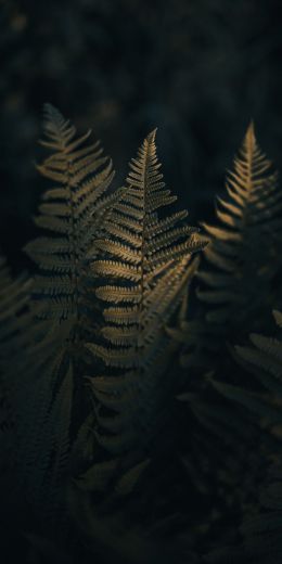 fern, morning Wallpaper 720x1440