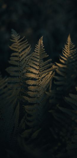 fern, morning Wallpaper 1440x2960