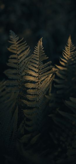 fern, morning Wallpaper 828x1792