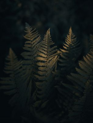 fern, morning Wallpaper 1668x2224