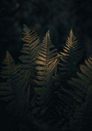 fern, morning Wallpaper 1668x2388