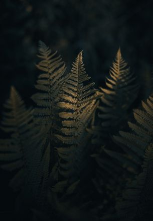 fern, morning Wallpaper 1640x2360