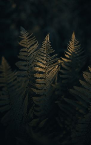 fern, morning Wallpaper 1752x2800