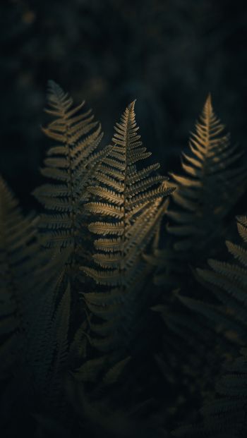 fern, morning Wallpaper 640x1136
