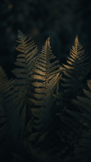 fern, morning Wallpaper 1440x2560