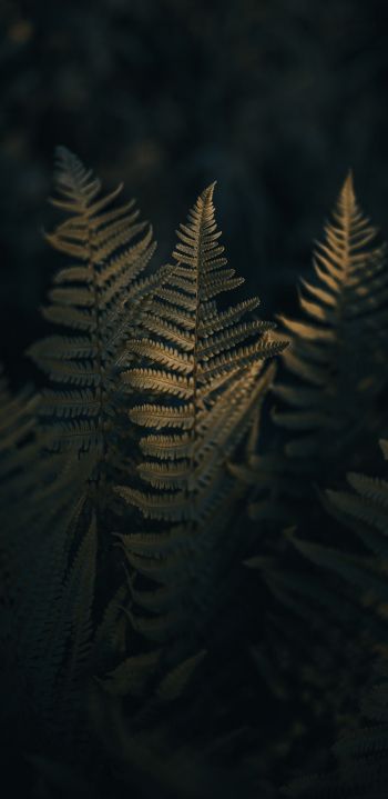 fern, morning Wallpaper 1080x2220