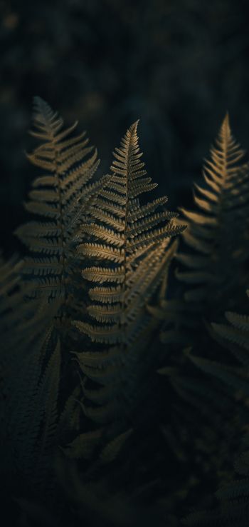 fern, morning Wallpaper 720x1520