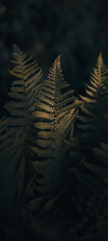 fern, morning Wallpaper 1080x2400