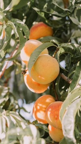 peaches, orchard Wallpaper 1080x1920