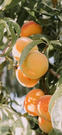 peaches, orchard Wallpaper 1125x2436