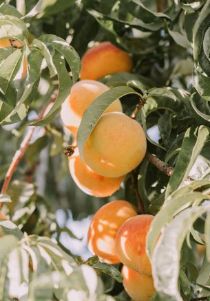 peaches, orchard Wallpaper 1640x2360