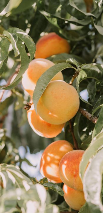 peaches, orchard Wallpaper 1080x2220