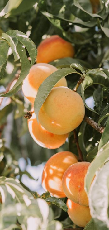 peaches, orchard Wallpaper 1080x2280