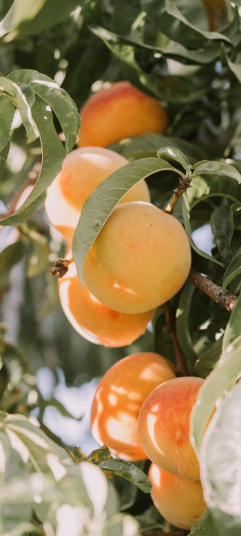 peaches, orchard Wallpaper 1080x2400