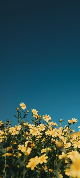flower field, sky Wallpaper 1080x2400