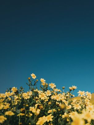 flower field, sky Wallpaper 1620x2160