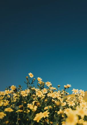 flower field, sky Wallpaper 1668x2388