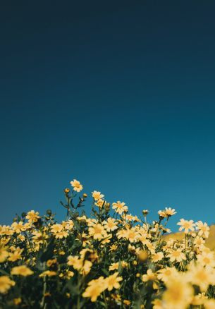 flower field, sky Wallpaper 1640x2360