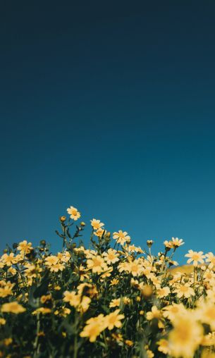 flower field, sky Wallpaper 1200x2000