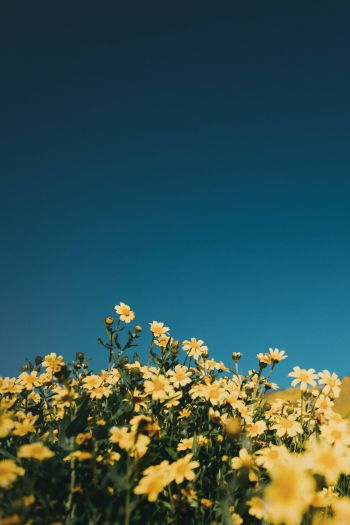 flower field, sky Wallpaper 640x960