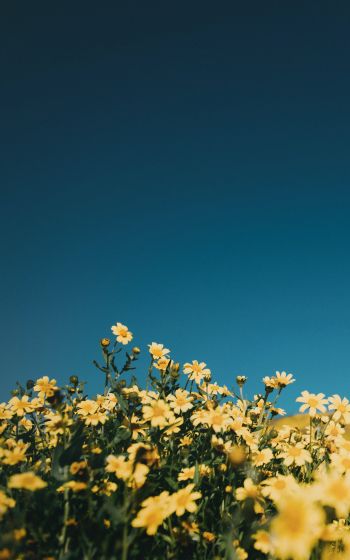 flower field, sky Wallpaper 800x1280