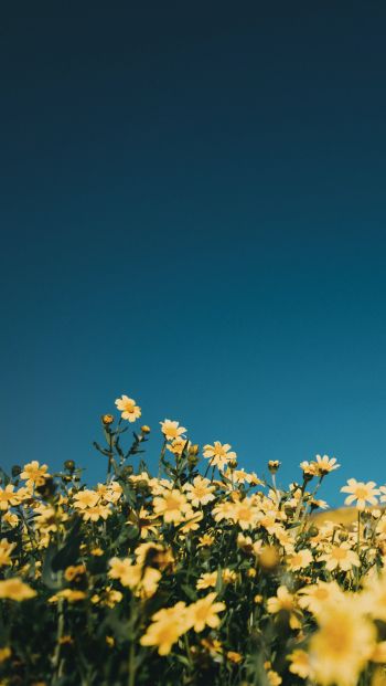 flower field, sky Wallpaper 640x1136