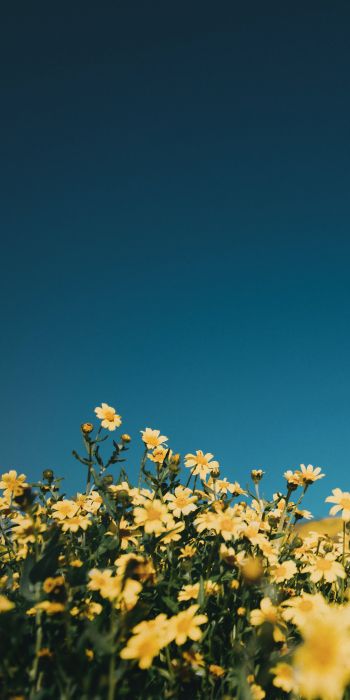 flower field, sky Wallpaper 720x1440