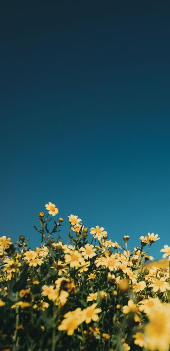 flower field, sky Wallpaper 1080x2220