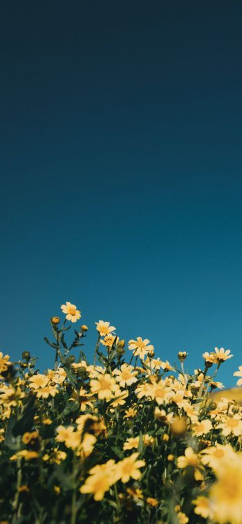 flower field, sky Wallpaper 828x1792