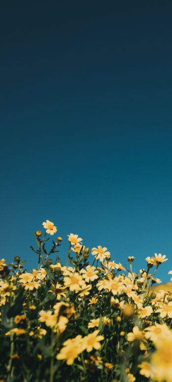 flower field, sky Wallpaper 720x1600