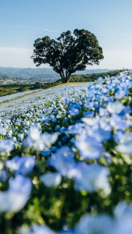 flower field, tree Wallpaper 640x1136