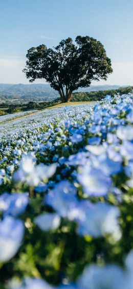 flower field, tree Wallpaper 1080x2340